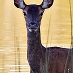 _MG_8914 Biche